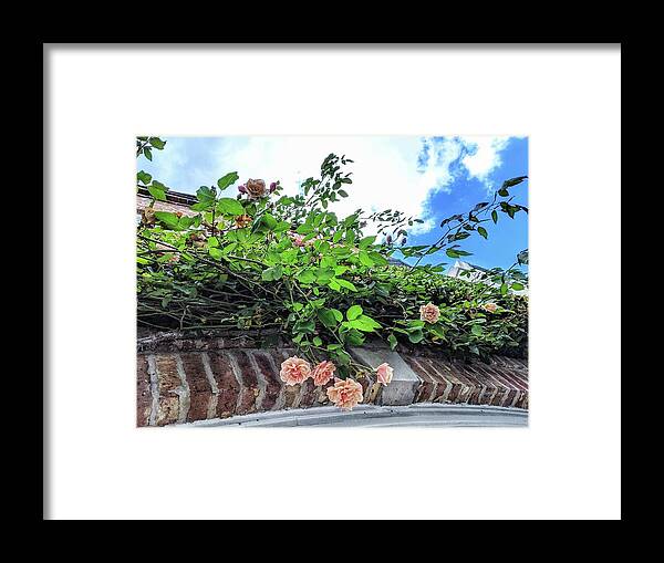 Peach Flowers Framed Print featuring the photograph Look Up by Portia Olaughlin