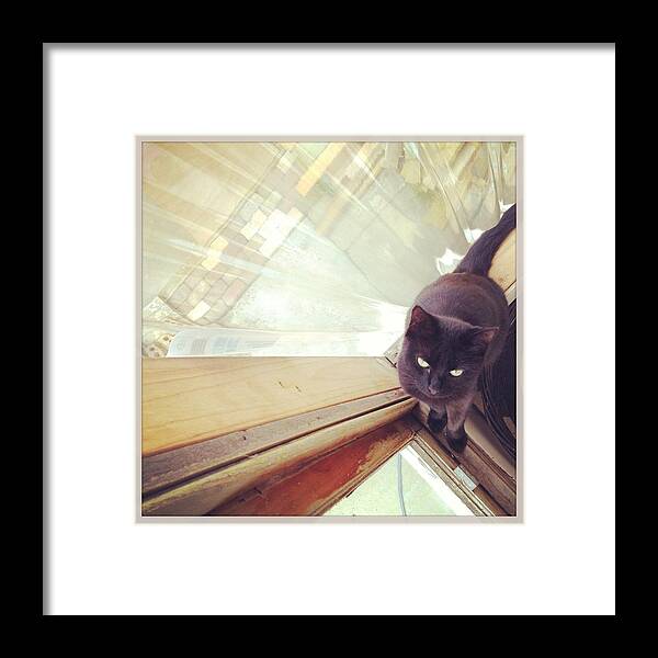 Transfer Print Framed Print featuring the photograph Looking Down At Black Cat Sitting by Jodie Griggs