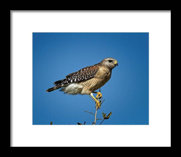 Young Framed Print featuring the photograph Looking For Prey by Ronald Lutz