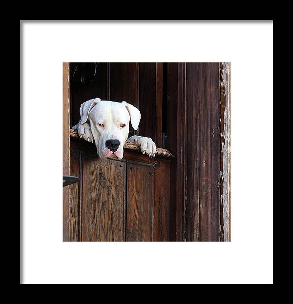 Pets Framed Print featuring the photograph Looking Out The Window by C. Romance