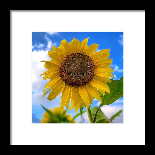 Sunflower Framed Print featuring the photograph Looking Up by Brian Eberly