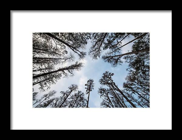 Nature Framed Print featuring the photograph Looking Up by Joe Leone