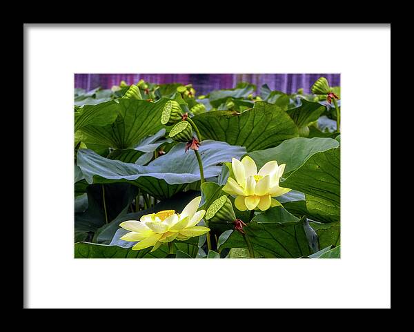 Lotus Framed Print featuring the photograph Lotus Field by Farol Tomson