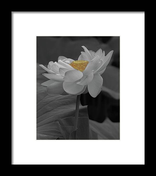 Flower Framed Print featuring the photograph Lotus Flower in Black White by Pat Watson