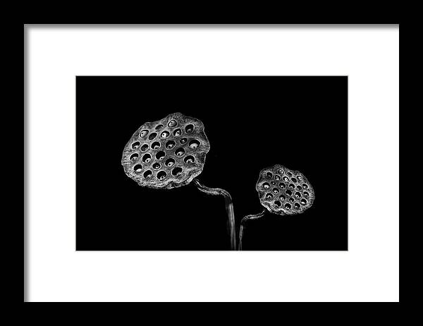 Lotus Framed Print featuring the photograph Lotus by Lotte Grnkjr