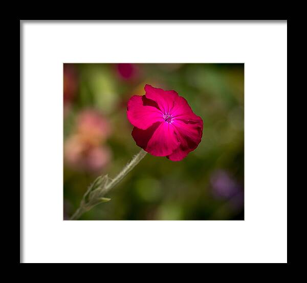 Flower Framed Print featuring the photograph Loud and Proud by Derek Dean