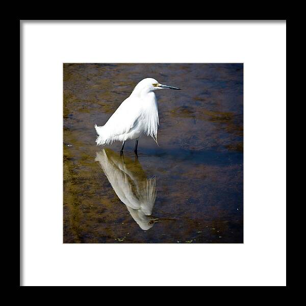 Animal Themes Framed Print featuring the photograph Louisiana Bird by Marc Princivalle For Imagesconcept.com