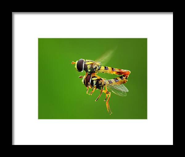 Macro Framed Print featuring the photograph Love In The Air by Gunarto Song