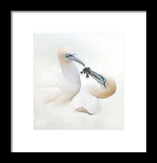Gannets Framed Print featuring the photograph Love Is -----a bunch of seaweed by Brian Tarr