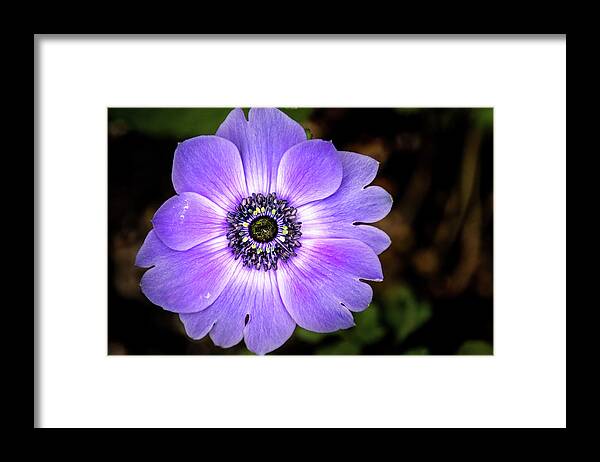Flower Framed Print featuring the photograph Lovely Anemone by Don Johnson