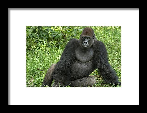 Gerry Ellis Framed Print featuring the photograph Lowland Gorilla Silverback by Gerry Ellis