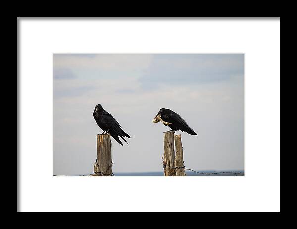 Ravens Framed Print featuring the photograph Lunch for the Raven by Jonathan Thompson