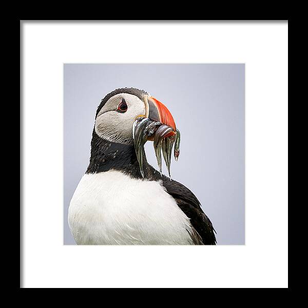 Puffin Framed Print featuring the photograph Lunch Time / Portrait Of A Puffin by Gerd Moors