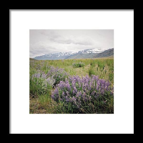 Scenics Framed Print featuring the photograph Lupine And Mountain Range by Danielle D. Hughson
