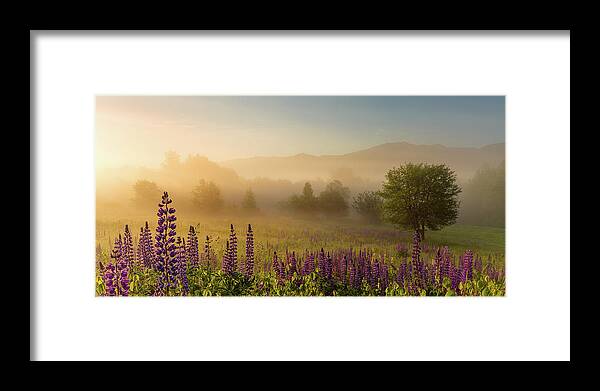 Amazing New England Artworks Framed Print featuring the photograph Lupine In The Fog, Sugar Hill, NH by Jeff Sinon