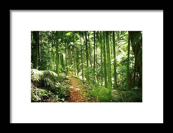 Tropical Rainforest Framed Print featuring the photograph Lush Green Rainforest With Palms by Hidesy