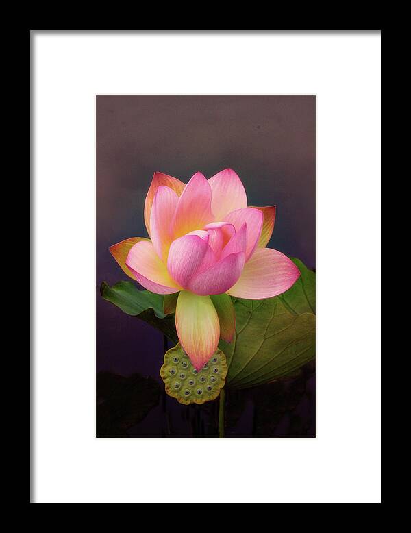 Lotus Framed Print featuring the photograph Luxuriant Lotus by Jessica Jenney
