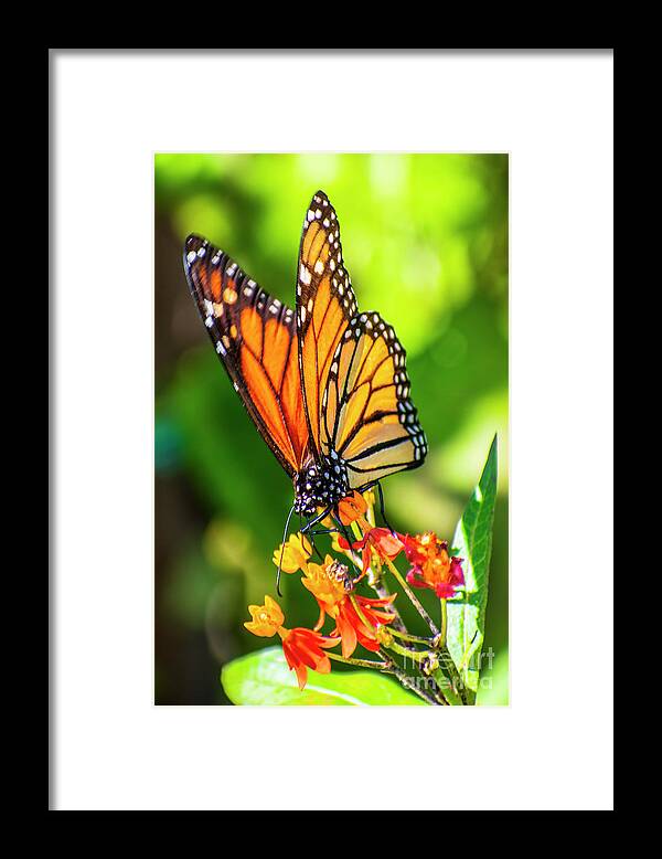 Butterfly Framed Print featuring the digital art M Monarch Butterfly One by Anthony Ellis