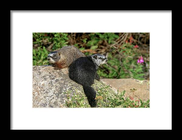 Marmots Framed Print featuring the photograph Ma and Paw by Ronnie And Frances Howard