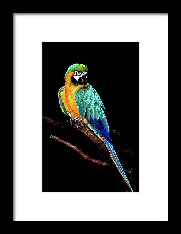 Macaw Framed Print featuring the photograph Macaw by David Keith Jr. (all Rights Reserved)