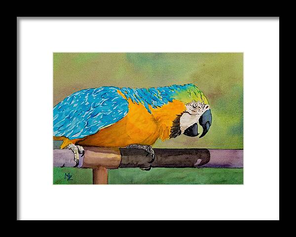 Bird Framed Print featuring the painting Macaw in Orange and Blue by Margaret Zabor
