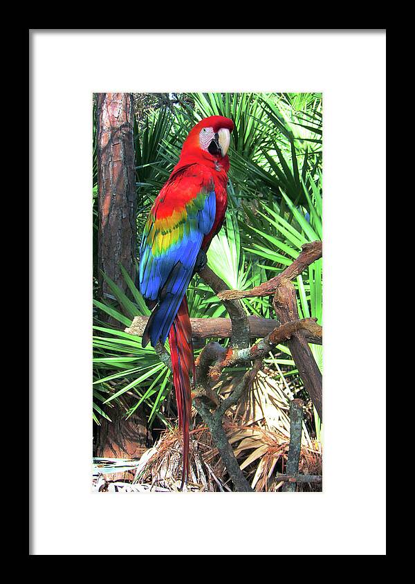 Macaw Sjg 1 Framed Print featuring the photograph Macaw Sjg 1 by Robert Michaud