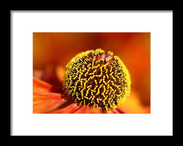 Flowerbed Framed Print featuring the photograph Macro From A Red Sun Bride by Schnuddel