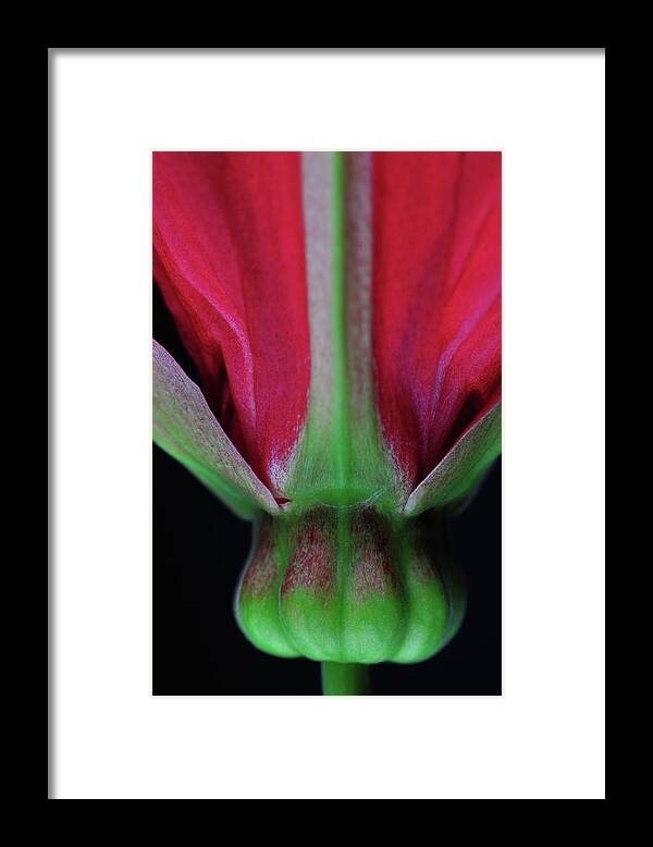 California Framed Print featuring the photograph Macro Of Passion Flower by Rachel Stander