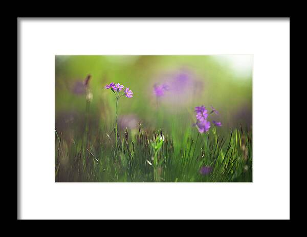 Primula Framed Print featuring the photograph Macro Of Primula Farinosa by Ingmar Wesemann