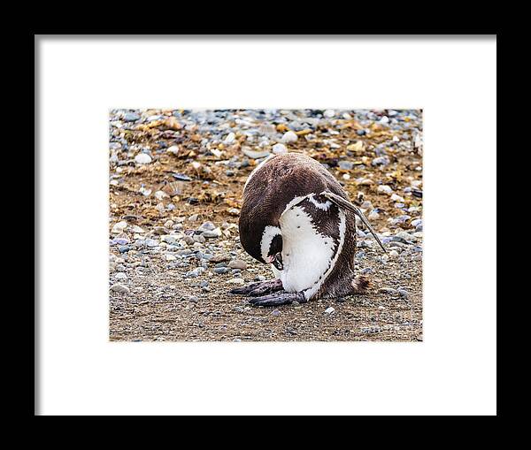 Penguin Framed Print featuring the photograph Magellan penguin on the Isla Magdalena, Chile by Lyl Dil Creations