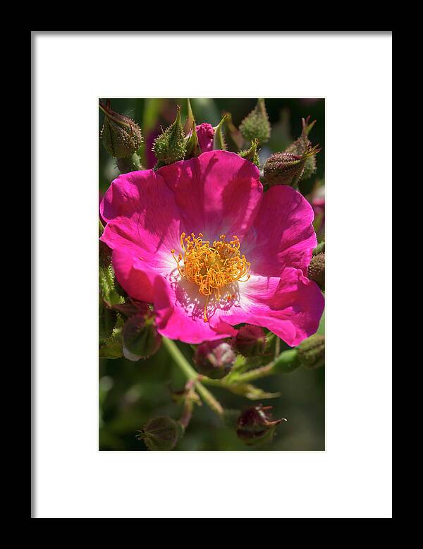 Rose Framed Print featuring the photograph Magenta Rose by Dawn Cavalieri