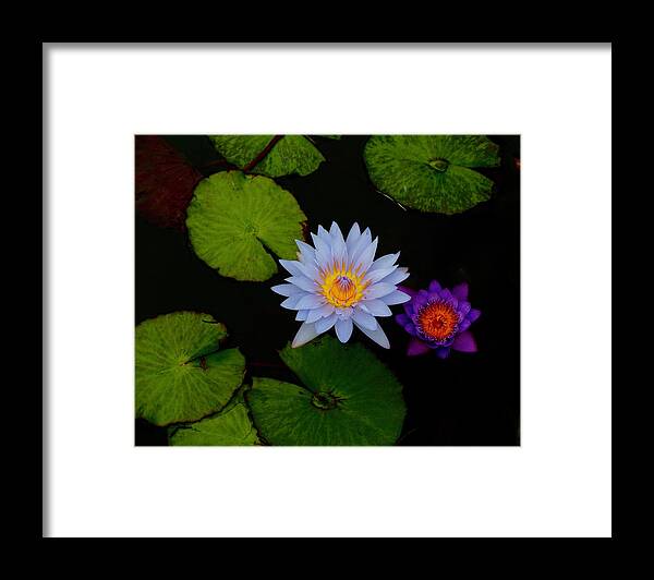 Waterlilies Framed Print featuring the photograph Magic In A Pond by Alida M Haslett