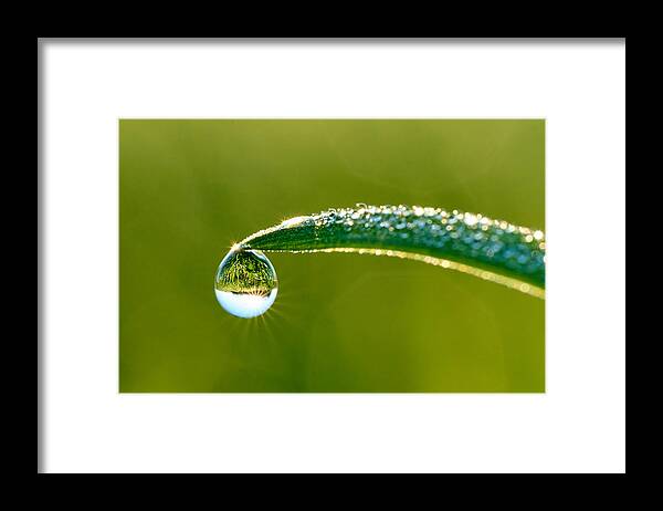 Dew Framed Print featuring the photograph Magical Dew by Ilan Horn