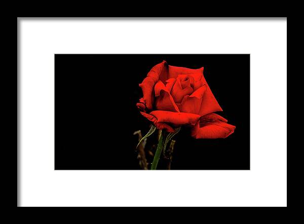 Flower Framed Print featuring the digital art Magnificent Red Rose by Ed Stines