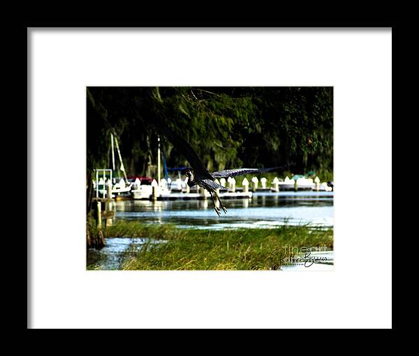 Wing Framed Print featuring the photograph Magnificent Wing Span of a Great Blue Heron by Philip And Robbie Bracco