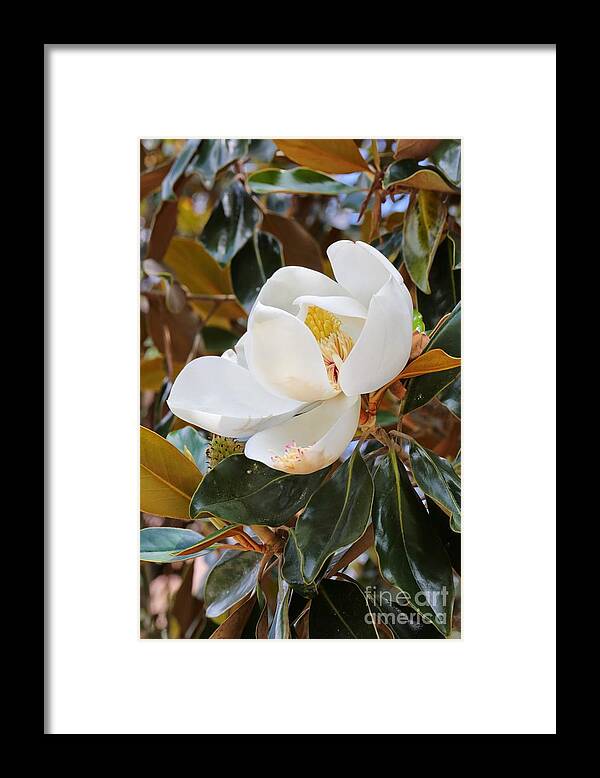 Magnolia Grandiflora Framed Print featuring the photograph Magnolia Grandiflora Tree with Blossom by Carol Groenen