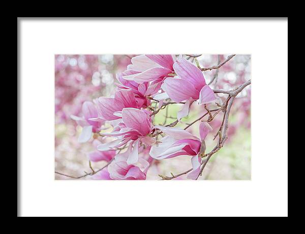 Magnolia Tree Framed Print featuring the photograph Magnolia Tree by Lori Rowland