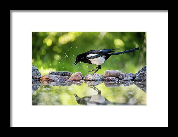 Magpie's Tail Framed Print featuring the photograph Magpie in profile jumping on the rocks at the pond by Torbjorn Swenelius