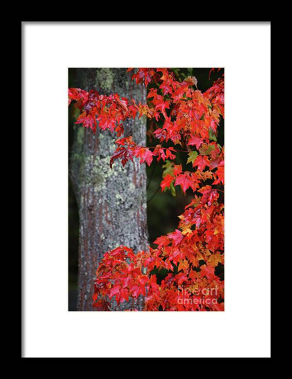Maine Fall Colors Framed Print featuring the photograph Maine in the Fall by Terri Brewster