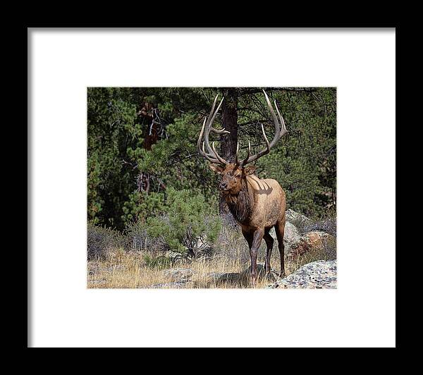 Elk Framed Print featuring the photograph Majesty in Motion by Jim Garrison