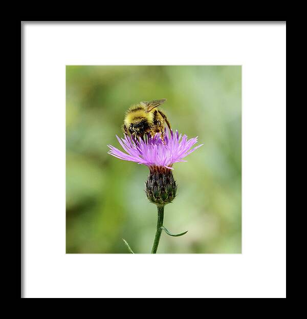 Bee Framed Print featuring the photograph Making Honey by Whispering Peaks Photography