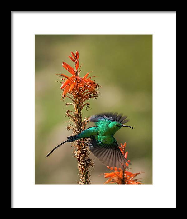 Bird Framed Print featuring the photograph Malachite Sunbird 2 by Claudio Maioli
