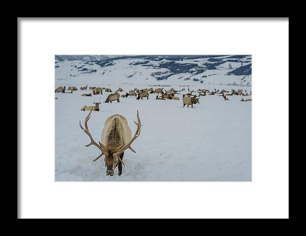 Elk Framed Print featuring the photograph Male Elk National Elk Refuge by Julieta Belmont