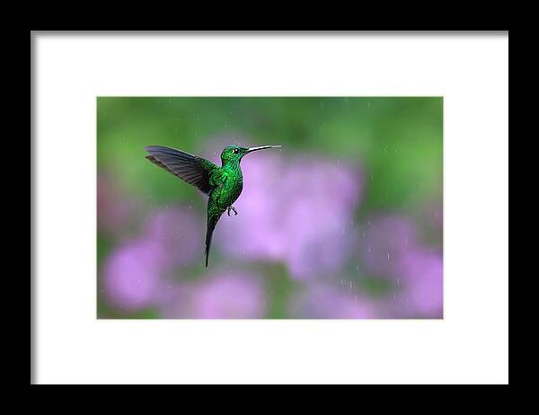 Animal Themes Framed Print featuring the photograph Male Green-crowned Brilliant Hovering by Mlorenzphotography