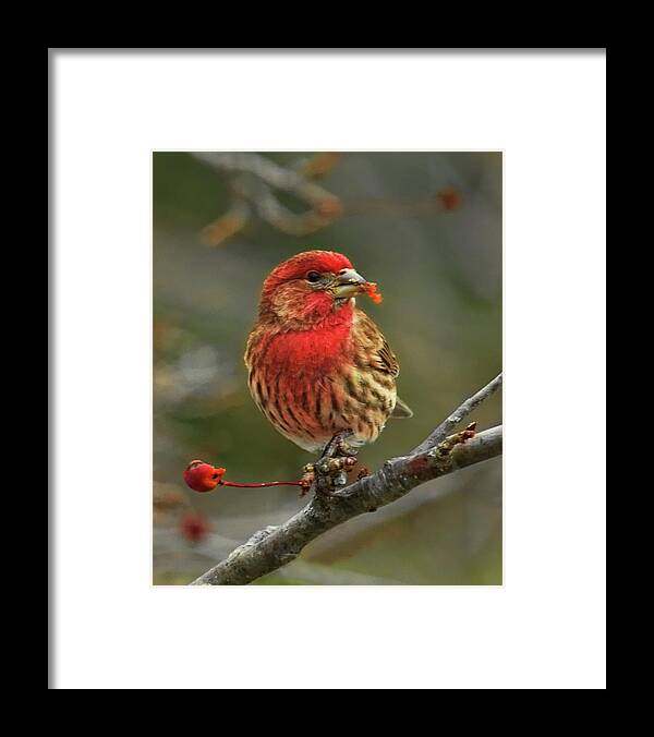 Wildlife Framed Print featuring the photograph Male House Finch With Crabapple by Dale Kauzlaric