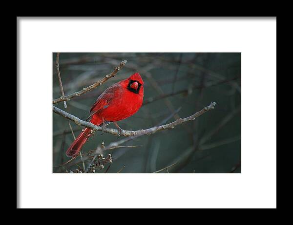 Animal Themes Framed Print featuring the photograph Male Northern Cardinal by John A. Beatty