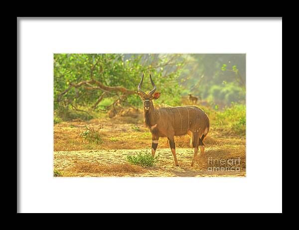 Nyala Framed Print featuring the photograph Male of Greater Nyala by Benny Marty