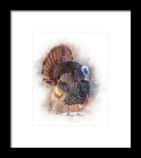 Turkey Framed Print featuring the photograph Male Turkey Display by Patti Deters