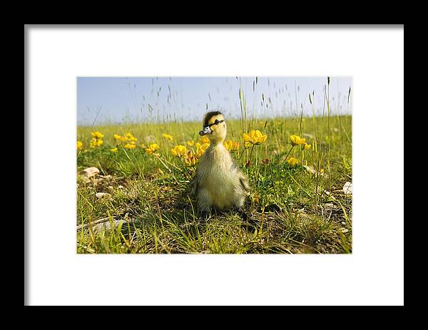 Vertebrate Framed Print featuring the photograph Mallard, Anas Platyrhynchos, Duckling by Mike Powles