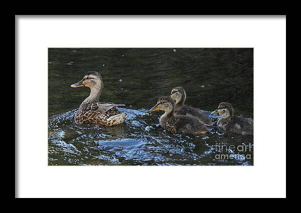 Water Bird Framed Print featuring the photograph Mallard and Three Ducklings Swimming by Pablo Avanzini